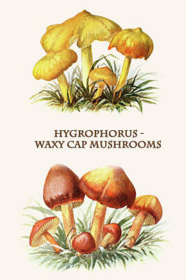 Hygrophorus Paintings
