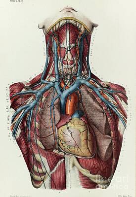 Designs Similar to Neck And Upper Chest Veins
