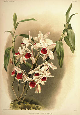 Designs Similar to Orchid, Dendrobium Leechianum