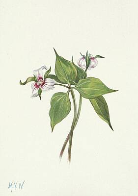 Trillium Undulatum Art