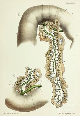 Designs Similar to Pancreatic Duct Anatomy