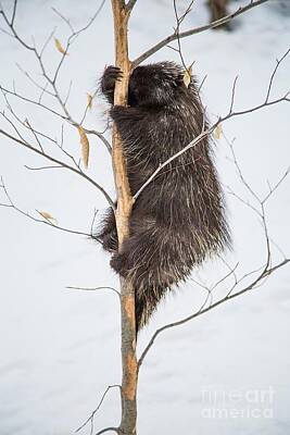 Designs Similar to Porcupine Climbing Beech Tree