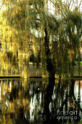 Designs Similar to Reflecting weeping willow tree