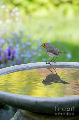 Designs Similar to Robin on a Garden Birdbath 