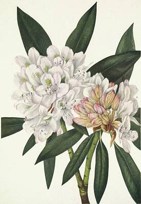 Rhododendron Maximum Art