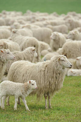 Designs Similar to Sheep Grazing In Grassy Field