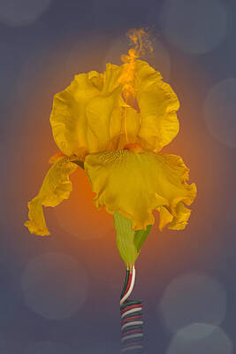 Yellow Bearded Iris Photos
