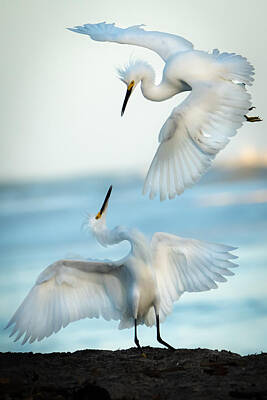 Egret Mating Art Prints