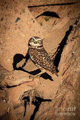 Designs Similar to The Burrowing Owl