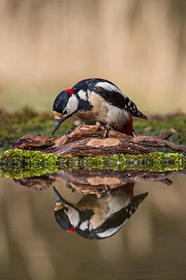 Great Spotted Woodpecker Art Prints