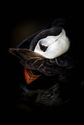 Puffin Island Art