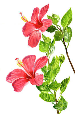 Designs Similar to Two Light Red Hibiscus Flowers
