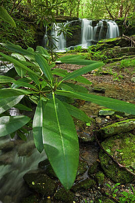 Designs Similar to Waterfalls, Rhododendron Creek