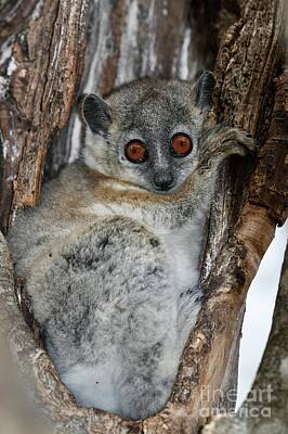 Designs Similar to White-footed Sportive Lemur