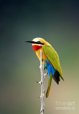 Designs Similar to Whitefronted Bee-eater Merops