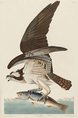 Osprey Bird Drawings