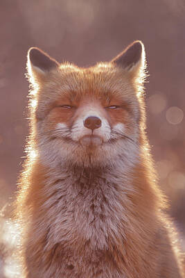  Photograph - Zen Fox Series - The Smiling Fox by Roeselien Raimond