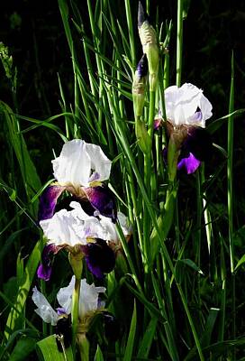  Photograph - Bearded Iris by Kathy Ozzard Chism