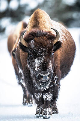  Photograph - Bison in Winter by Russell Cody