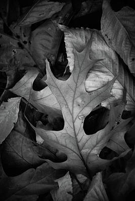  Photograph - Black and White Oak Leaves by Louis Dallara
