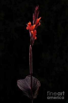  Photograph - Bright Canna Lily by Melissa Hayden