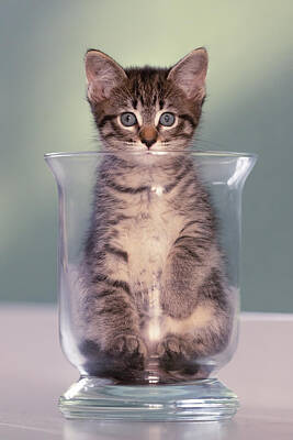  Photograph - Kitten in a bowl by Roeselien Raimond