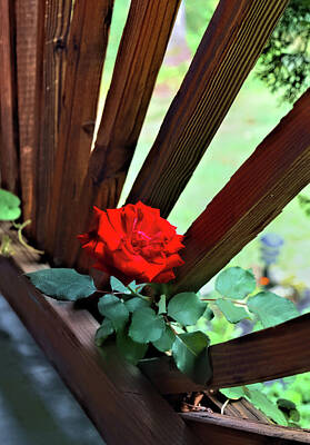  Photograph - Lines and Roses by Kathy McCabe