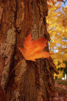  Photograph - Lone Maple Leaf by Michelle Waltens