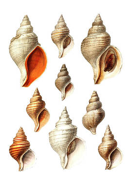 Marine Mollusc Art Prints