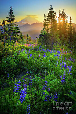 Wild Lupine Photos