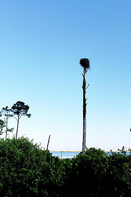  Photograph - Osprey Nest  by Debbie Smith