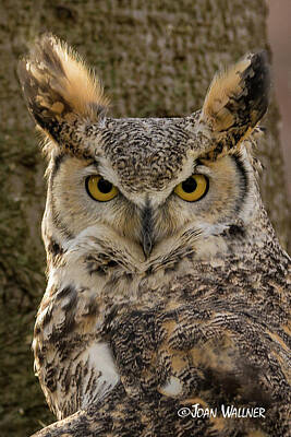  Photograph - Owl Eyes by Joan Wallner