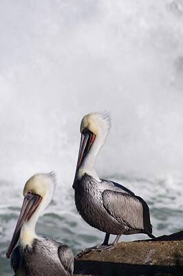  Photograph - Pelicans of La Jolla by Scott Norton