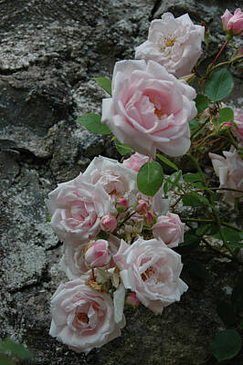  Photograph - Poolewe Roses by Kathy Chung