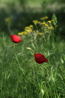  Photograph - Poppies by Bez Dan