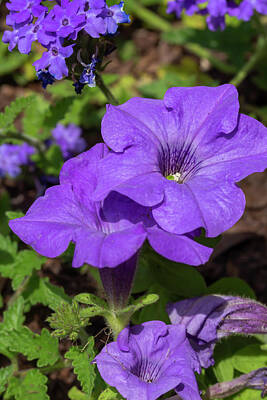  Photograph - Violet Petunias by Dawn Cavalieri