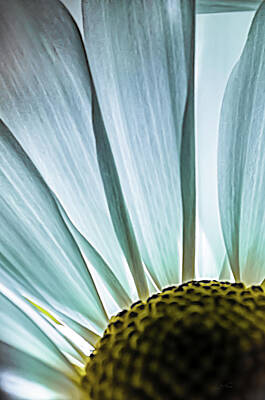  Photograph - White Daisy by Erich Grant