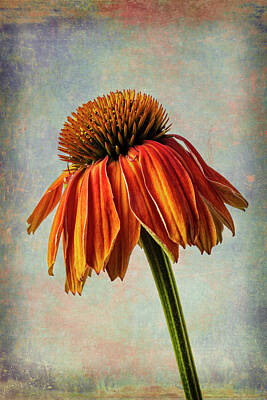 Abstracted Coneflowers Photos