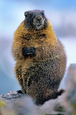 Yellow-bellied Marmot Photos