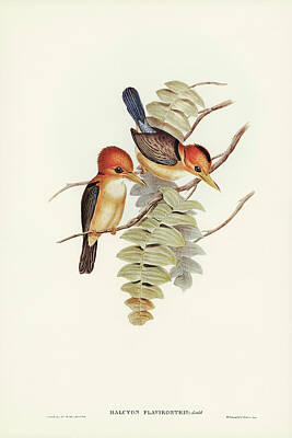 Kingfisher Drawings Art Prints