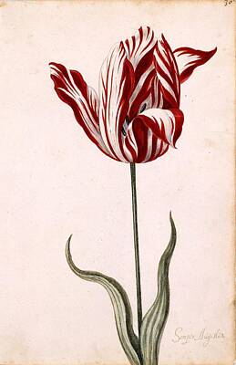 Tulip Paintings