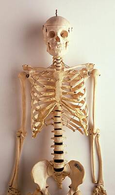 Designs Similar to Upper Part Of Human Skeleton