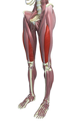 Vastus Medialis Art