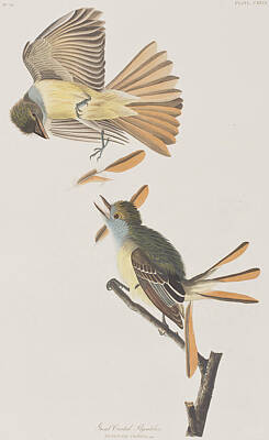 Great Crested Flycatcher Art Prints