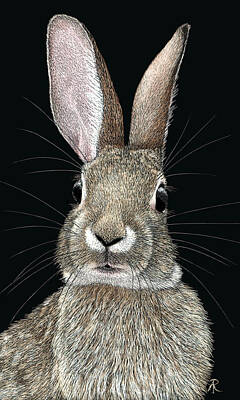  Drawing - Cottontail by Ann Ranlett