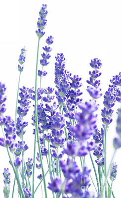 Blue And Lavender Background Art
