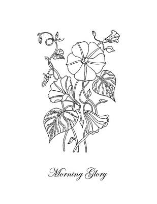 Download Morning Glory Flower Drawings | Fine Art America