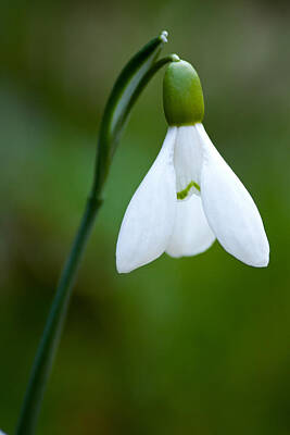 Designs Similar to Snowdrop #2 by Daniel Csoka