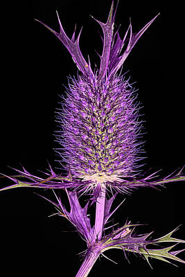 Designs Similar to Purple Pineapple Thistle