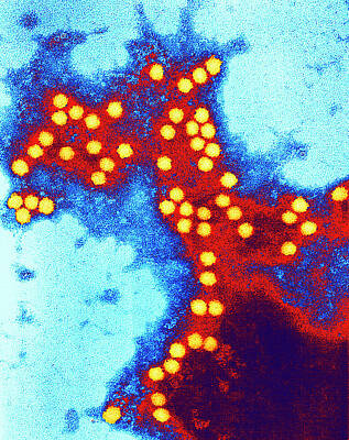 Designs Similar to Carnation Mottle Virus #2